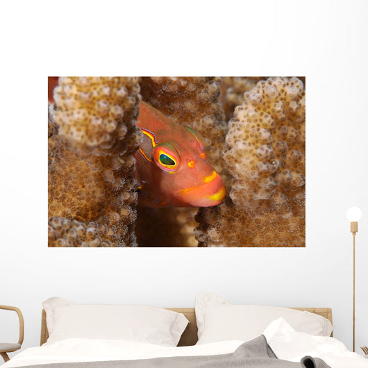 Close-up Arc-eye Hawkfish Oahu Wall Decal