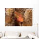 Close-up Arc-eye Hawkfish Oahu Wall Decal