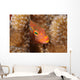 Close-up Arc-eye Hawkfish Oahu Wall Decal