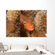 Close-up Arc-eye Hawkfish Oahu Wall Decal