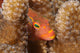 Close-up Arc-eye Hawkfish Oahu Wall Decal