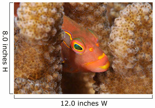 Close-up Arc-eye Hawkfish Oahu Wall Decal