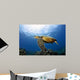 Green Sea Turtle Chelonia Wall Decal Design 28