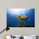 Green Sea Turtle Chelonia Wall Decal Design 28