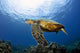 Green Sea Turtle Chelonia Wall Decal Design 28