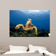 Green Sea Turtle Chelonia Wall Decal Design 27