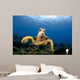 Green Sea Turtle Chelonia Wall Decal Design 27
