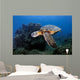 Green Sea Turtle Chelonia Wall Decal Design 26