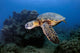 Green Sea Turtle Chelonia Wall Decal Design 26