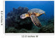 Green Sea Turtle Chelonia Wall Decal Design 26