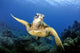 Green Sea Turtle Chelonia Wall Decal Design 25