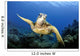 Green Sea Turtle Chelonia Wall Decal Design 25