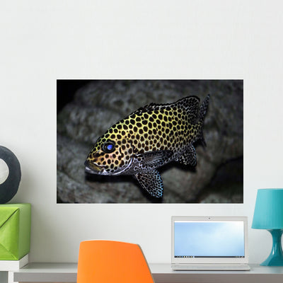 Many-spotted Sweetlips Oahu Hawaii Wall Decal shown on a wall