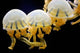 Jellyfishes Mastigias Sp Black Wall Decal
