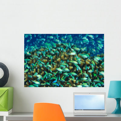 School Blue-green Chromis Micronesia Wall Decal shown on a wall