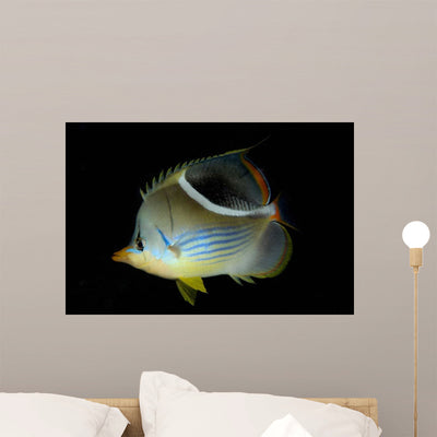 Saddled Butterflyfish Black Wall Decal shown on a wall