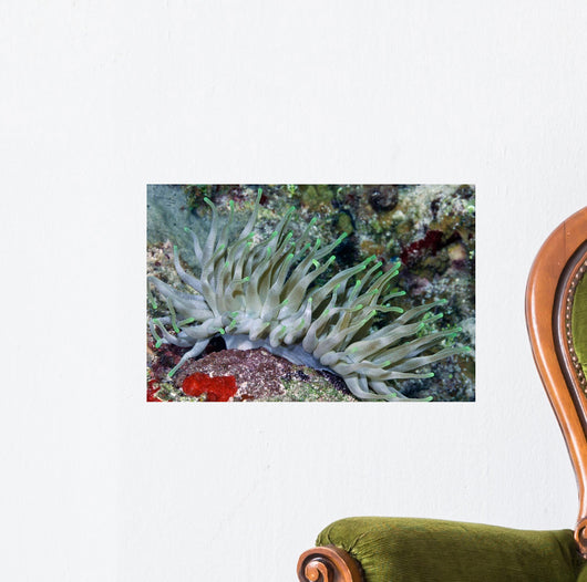 Giant Sea Anemone Cozumel Wall Decal Design 2
