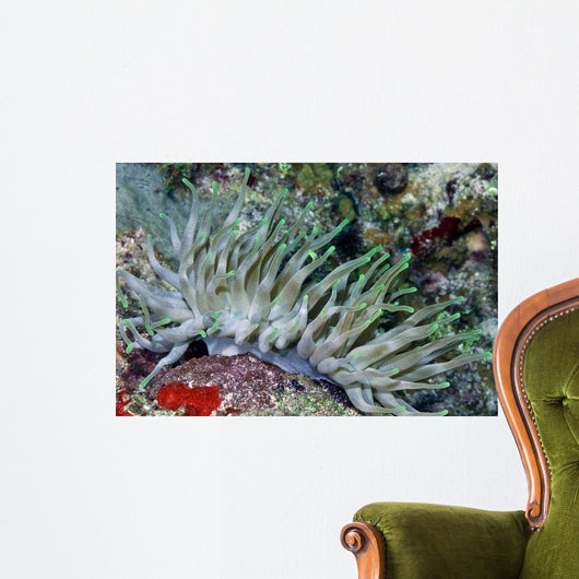 Giant Sea Anemone Cozumel Wall Decal Design 2