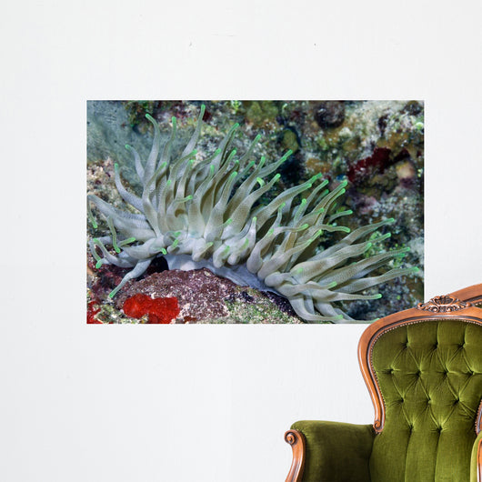 Giant Sea Anemone Cozumel Wall Decal Design 2