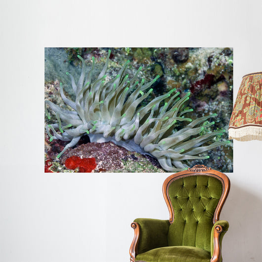 Giant Sea Anemone Cozumel Wall Decal Design 2