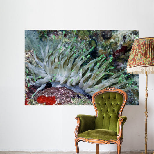 Giant Sea Anemone Cozumel Wall Decal Design 2