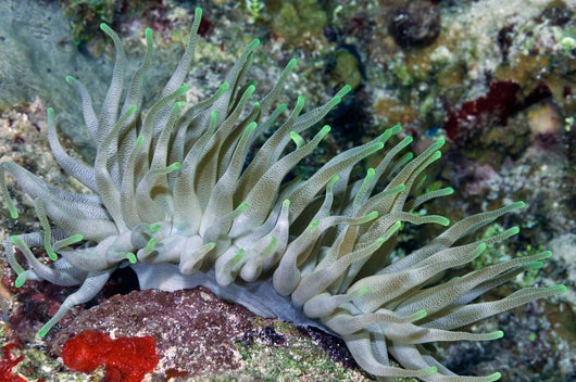 Giant Sea Anemone Cozumel Wall Decal Design 2