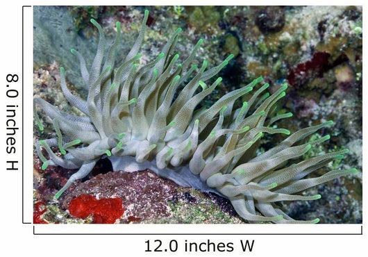 Giant Sea Anemone Cozumel Wall Decal Design 2