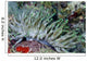 Giant Sea Anemone Cozumel Wall Decal Design 2