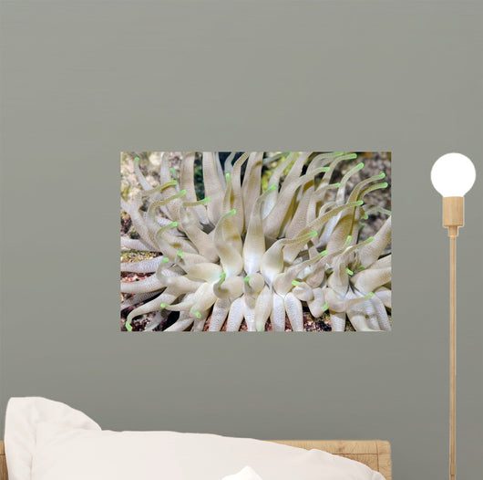Giant Sea Anemone Cozumel Wall Decal Design 1
