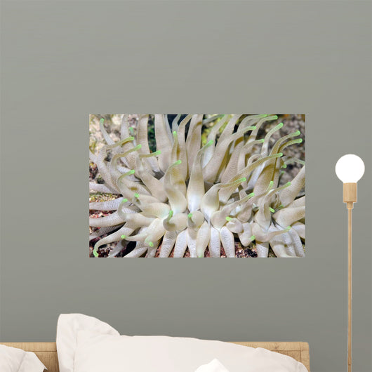 Giant Sea Anemone Cozumel Wall Decal Design 1