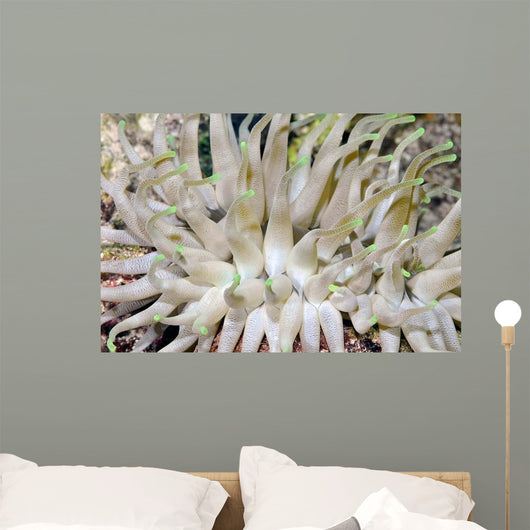 Giant Sea Anemone Cozumel Wall Decal Design 1