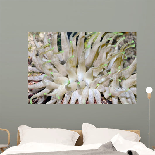 Giant Sea Anemone Cozumel Wall Decal Design 1