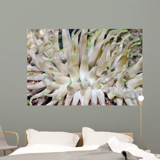 Giant Sea Anemone Cozumel Wall Decal Design 1
