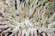 Giant Sea Anemone Cozumel Wall Decal Design 1