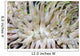 Giant Sea Anemone Cozumel Wall Decal Design 1