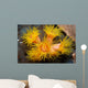 Orange Cup Coral Philippines Wall Decal