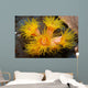 Orange Cup Coral Philippines Wall Decal