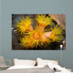 Orange Cup Coral Philippines Wall Decal
