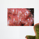Spider Crab Soft Coral Wall Decal
