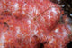 Spider Crab Soft Coral Wall Decal