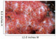 Spider Crab Soft Coral Wall Decal