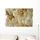 Anemone Shrimp Negros Island Wall Decal