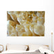 Anemone Shrimp Negros Island Wall Decal