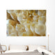 Anemone Shrimp Negros Island Wall Decal