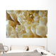 Anemone Shrimp Negros Island Wall Decal