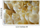 Anemone Shrimp Negros Island Wall Decal
