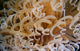 Tube Anemone Close-up Negros Wall Decal