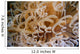 Tube Anemone Close-up Negros Wall Decal