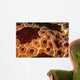 Extreme Close-up Pleurobranch Slug Wall Decal