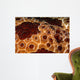 Extreme Close-up Pleurobranch Slug Wall Decal